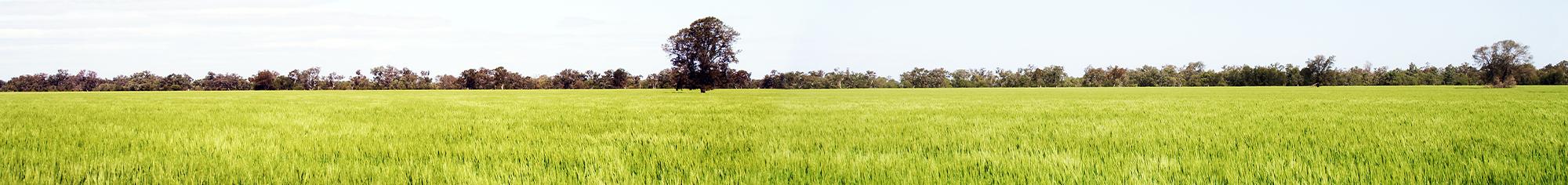 Green pasture with big oak tree